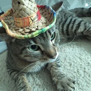 Meet your Posher, Marquice